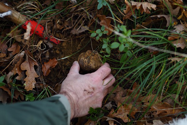 Il Bego truffle foraging and tasting experience in San Miniato Tuscany